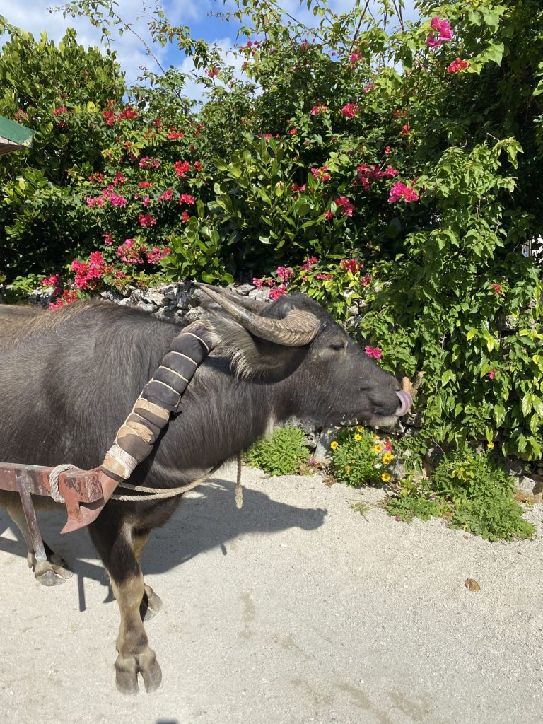 竹富島観光水牛体験