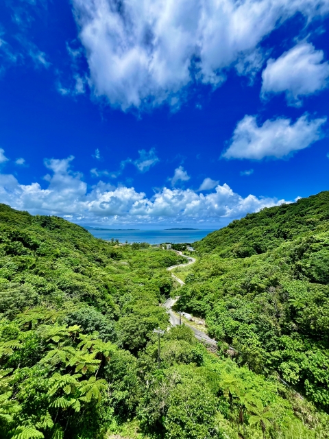 ヤンバルの風景